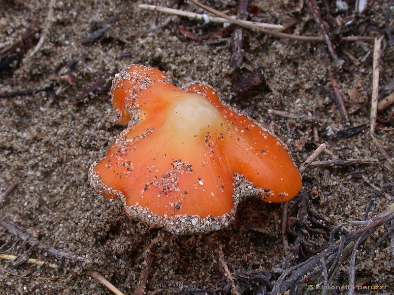 Funghi delle dune e retrodune...